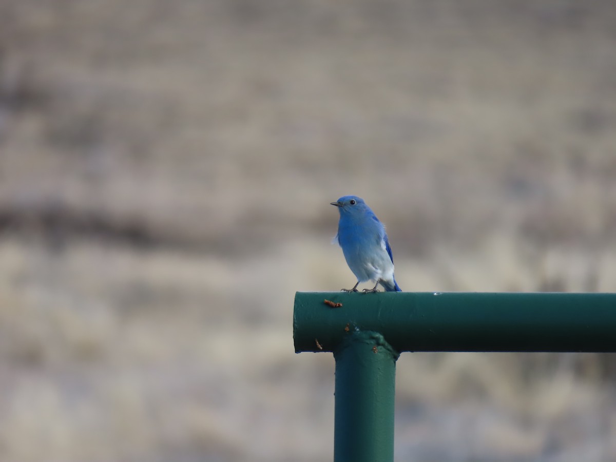 Mountain Bluebird - ML630151856
