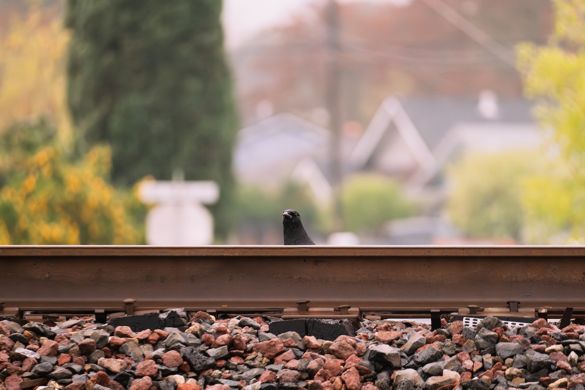 American Crow - ML630151915