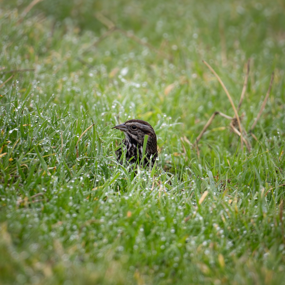 Song Sparrow - ML630151938