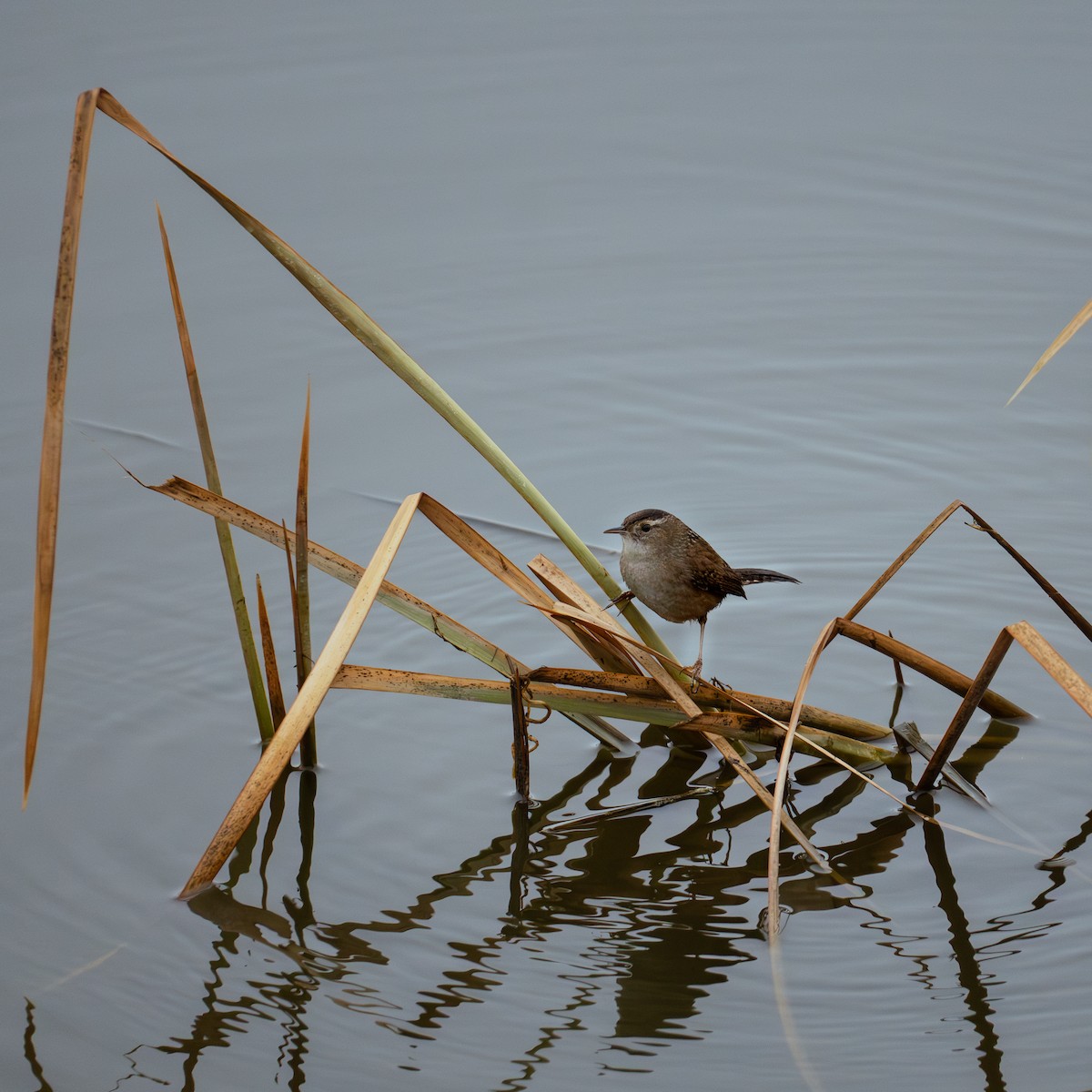 Marsh Wren - ML630151957