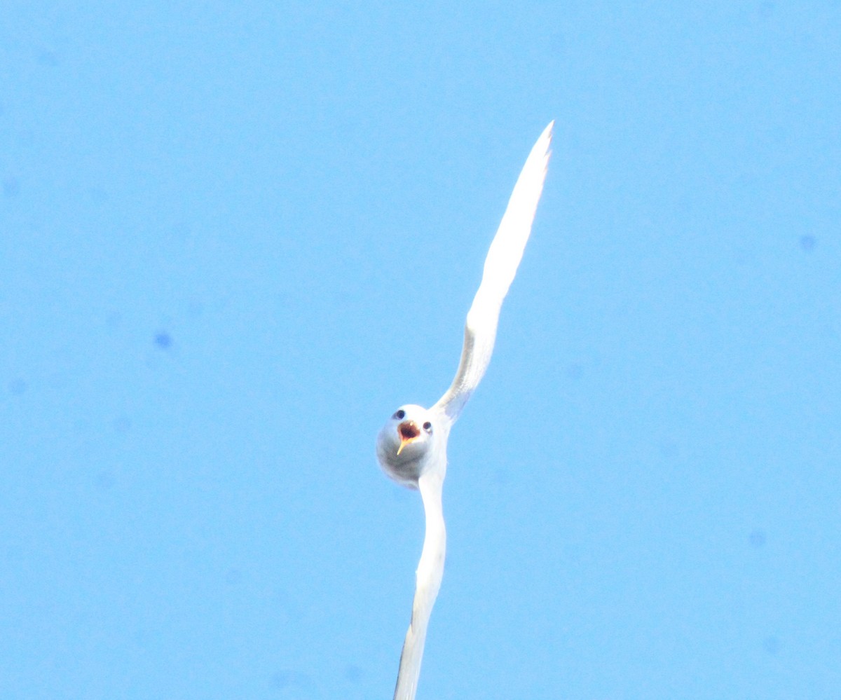 Snowy-crowned Tern - ML630152065