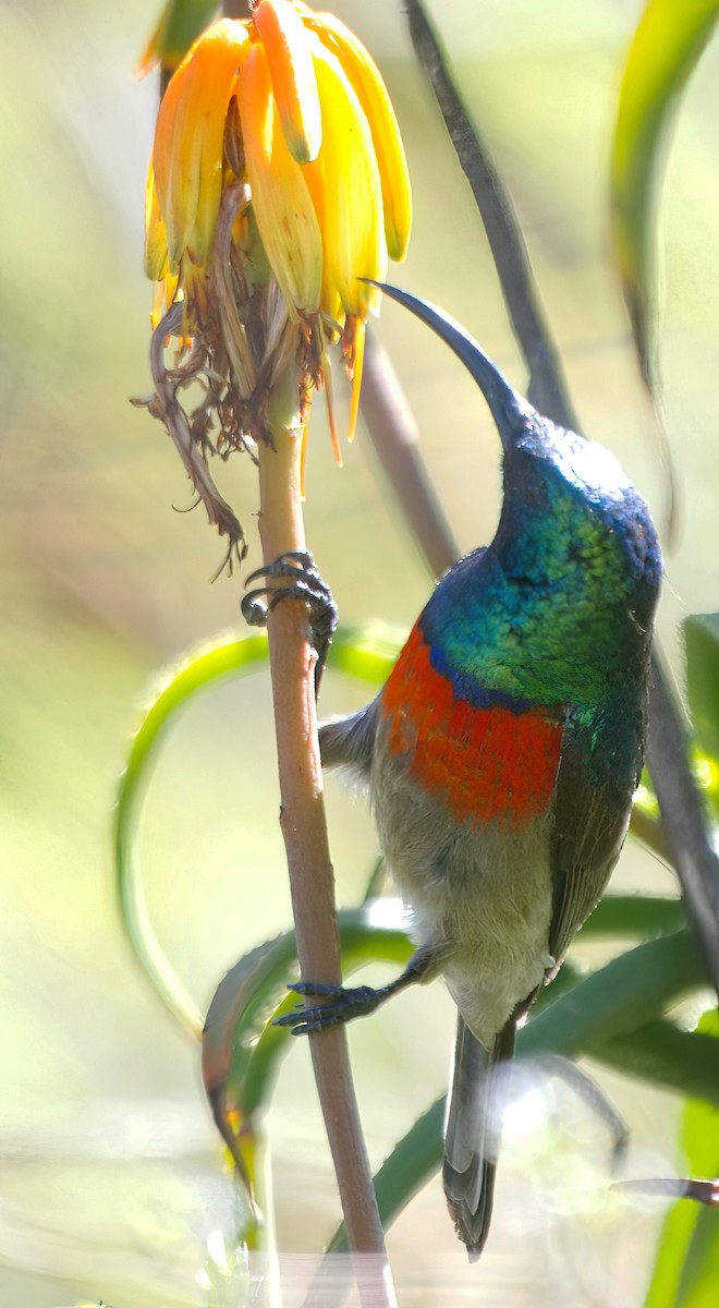 Greater Double-collared Sunbird - ML630152068