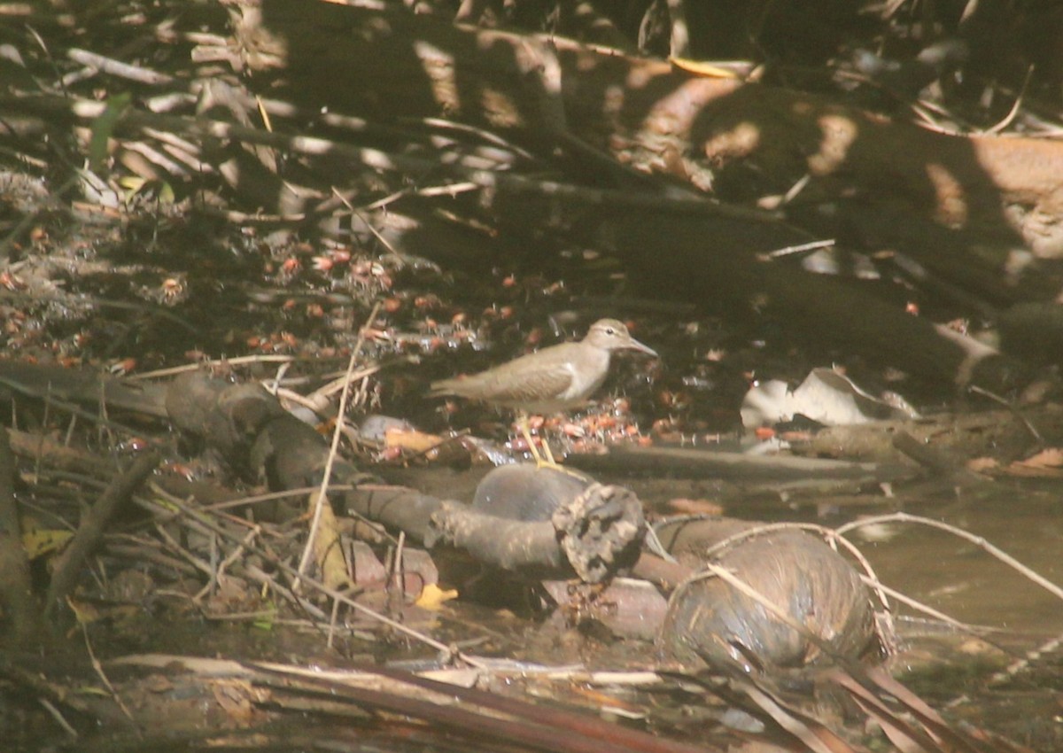 Spotted Sandpiper - ML630152105