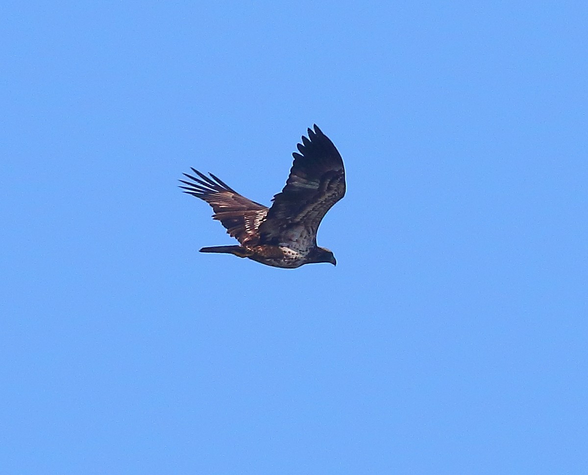 Ak Başlı Kartal - ML630152123