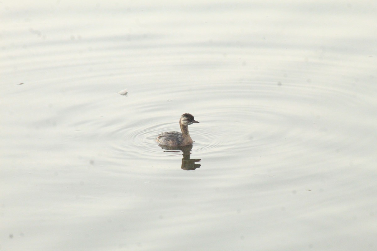 White-tufted Grebe - ML630152127