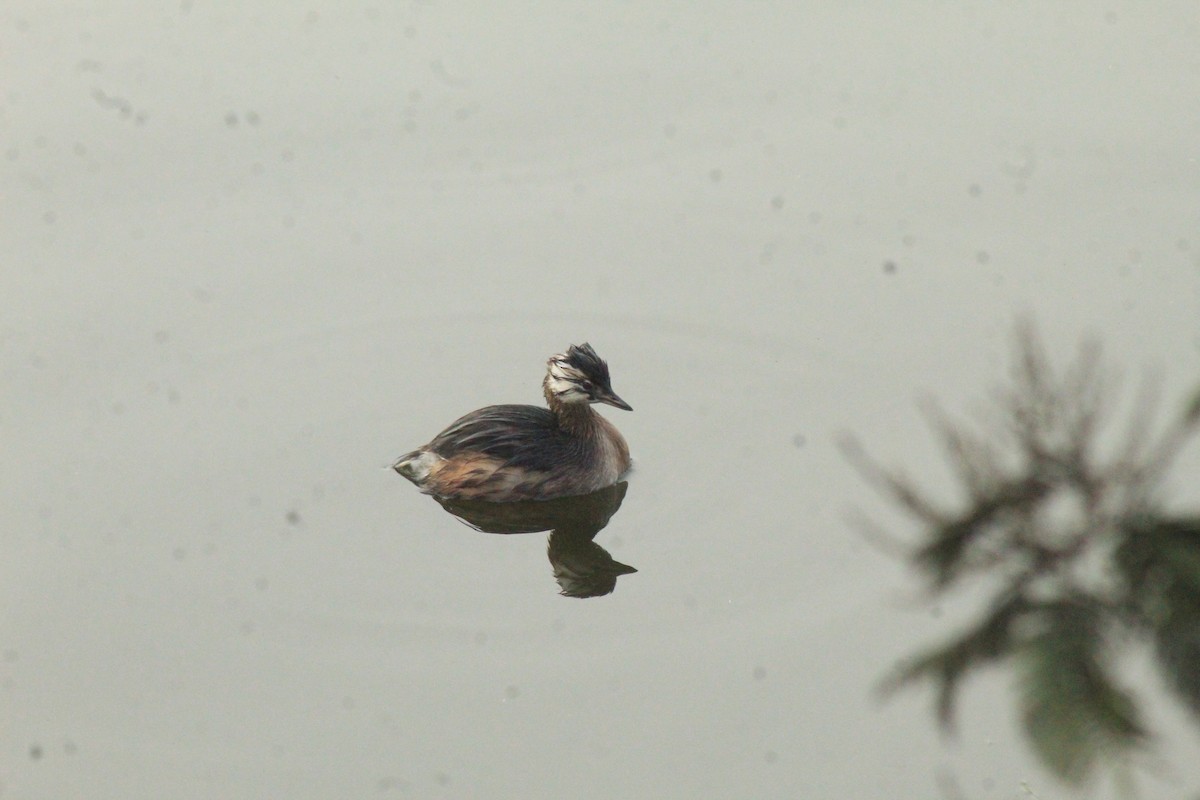 White-tufted Grebe - ML630152128