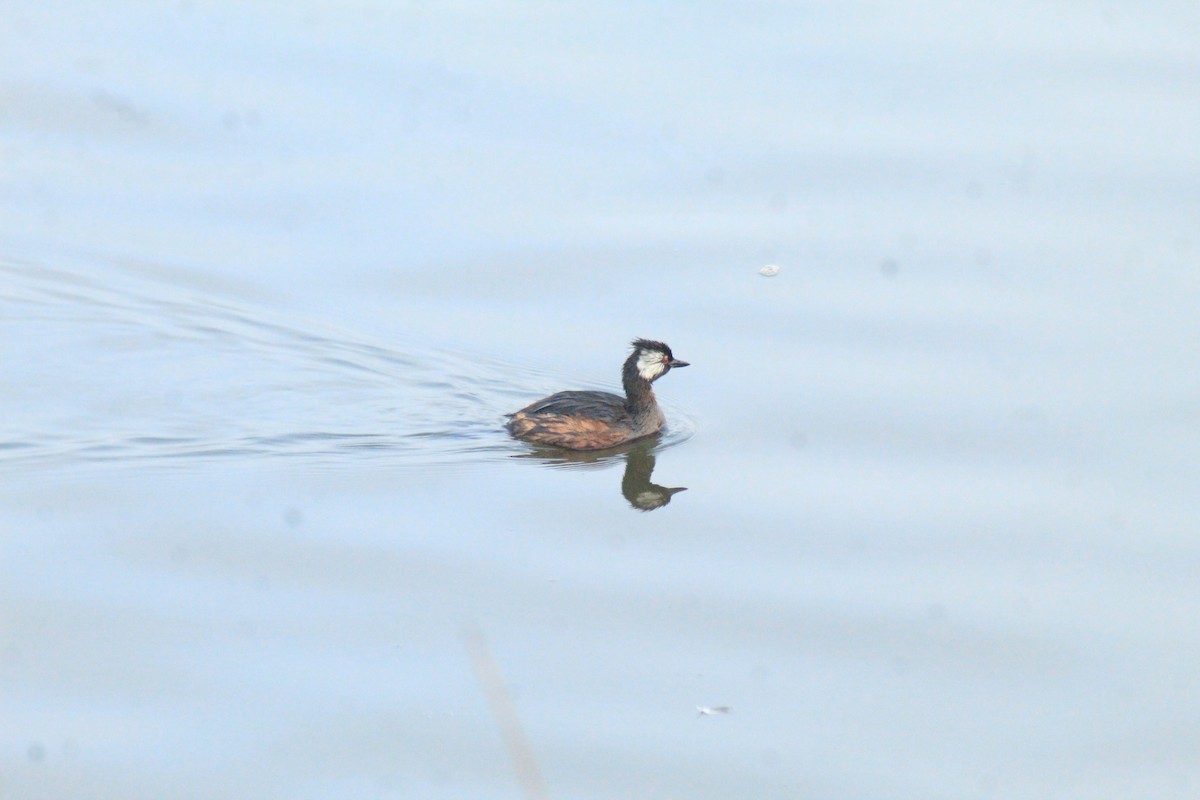 White-tufted Grebe - ML630152129