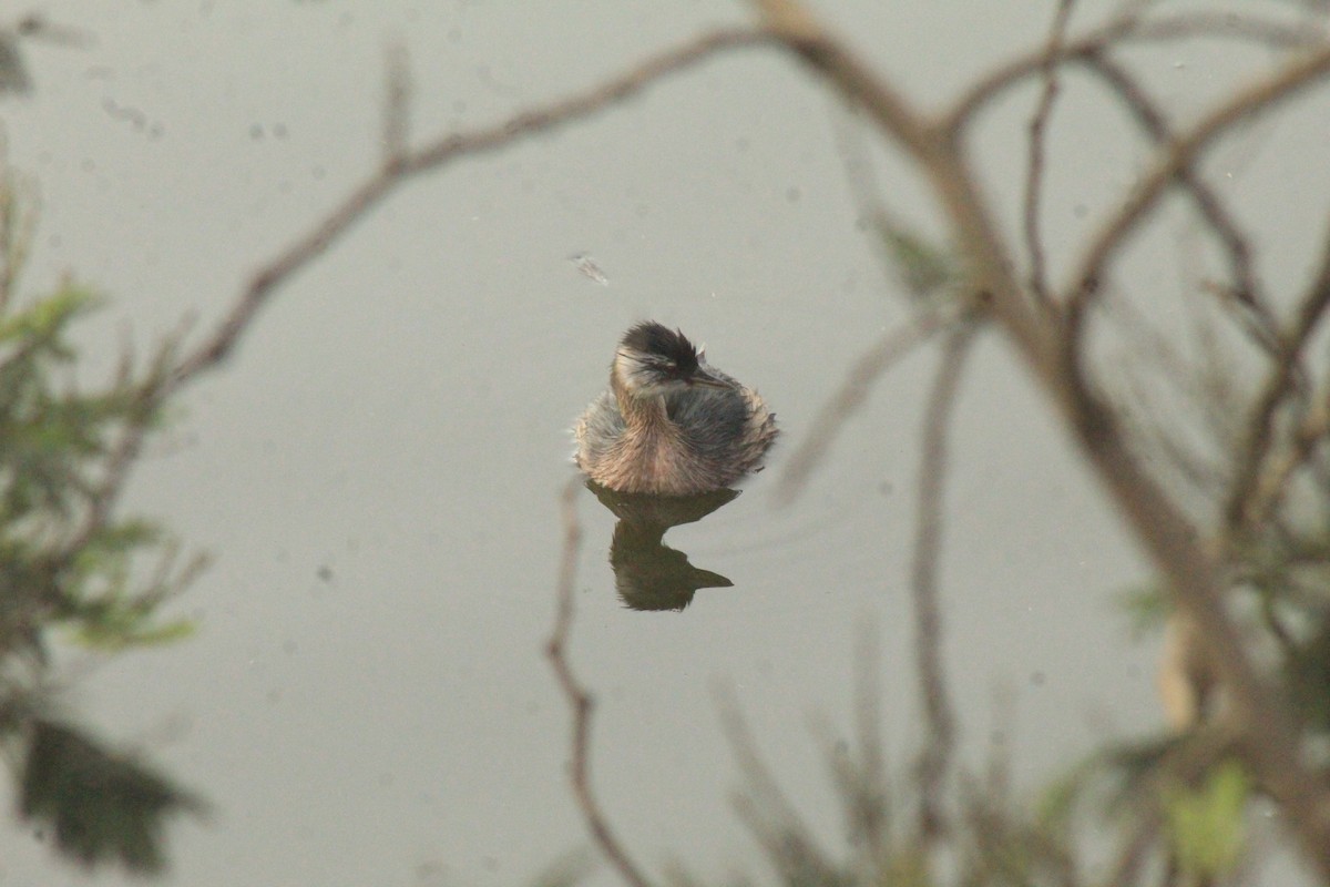 White-tufted Grebe - ML630152132