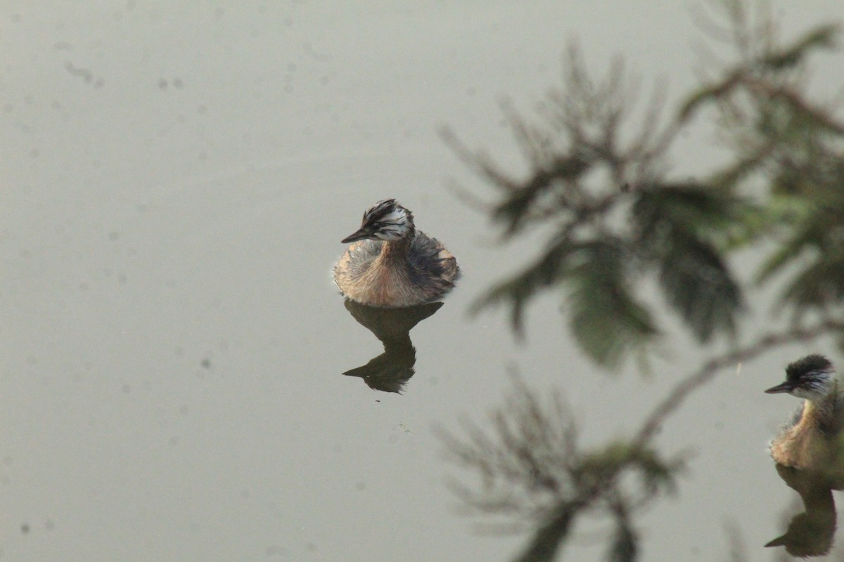 White-tufted Grebe - ML630152133