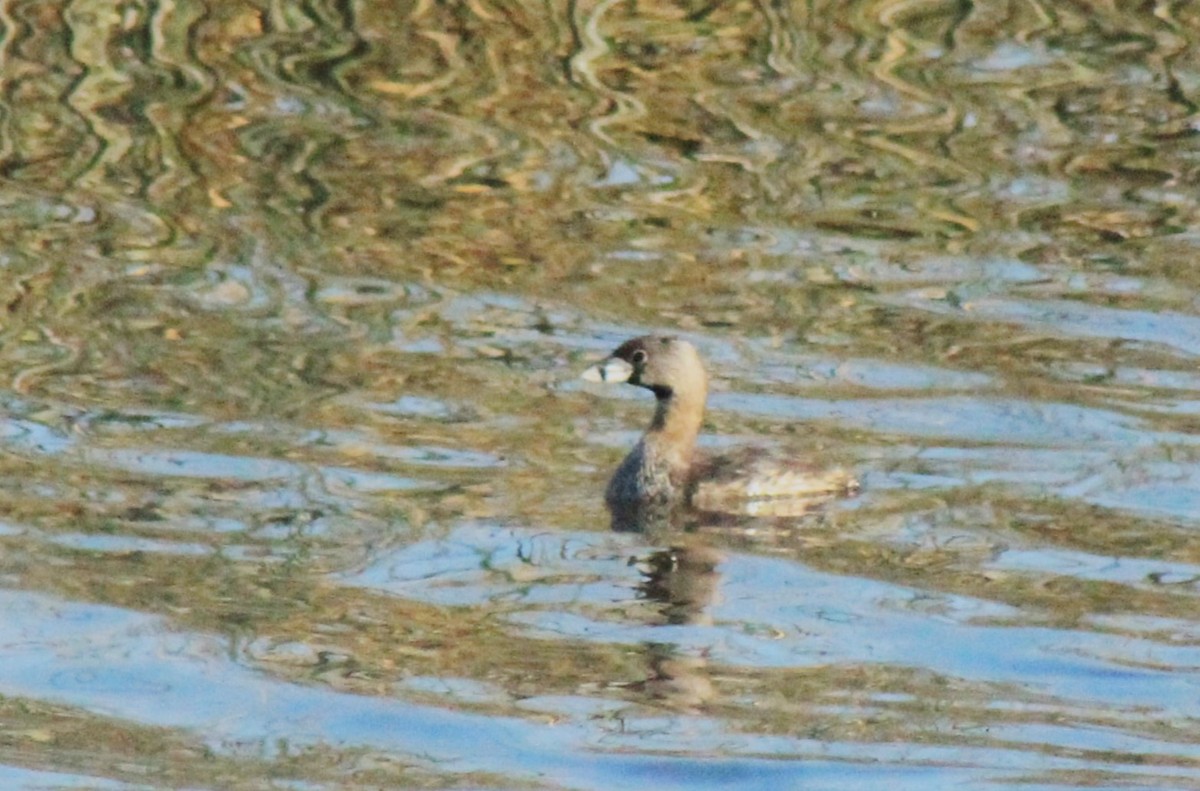Pied-billed Grebe - ML630152151