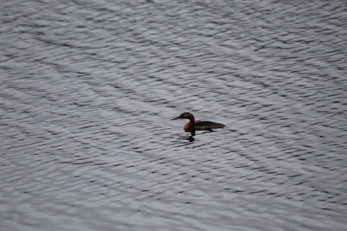 Great Grebe - ML630152161