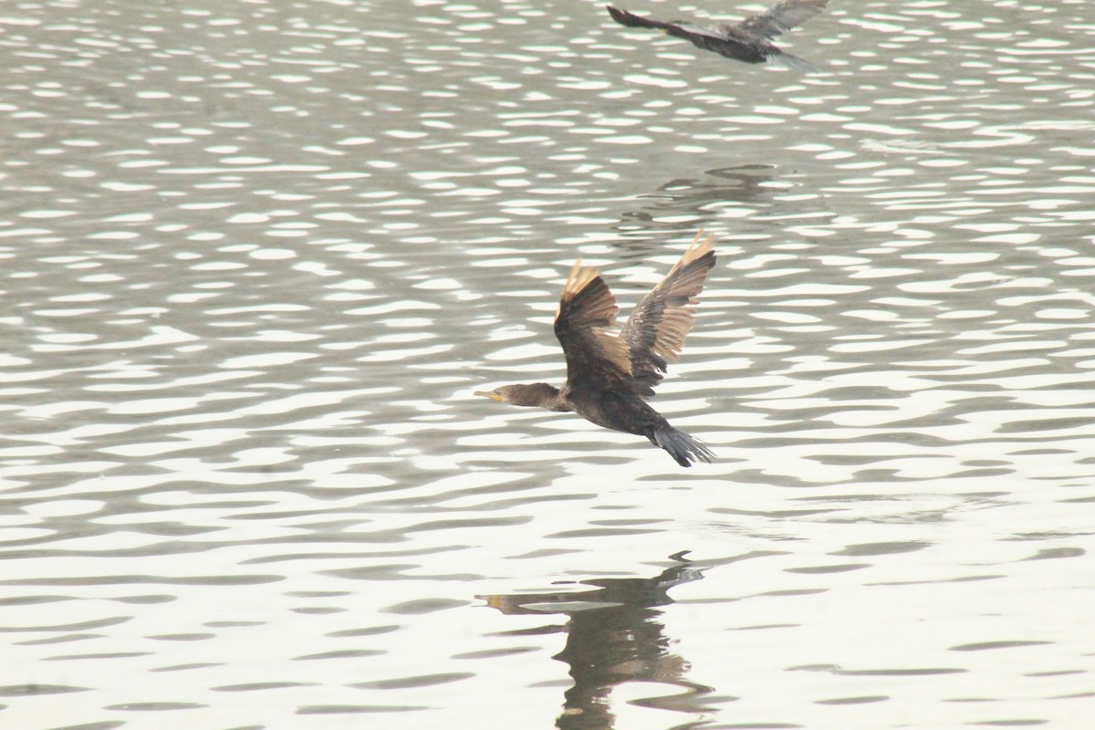 Neotropic Cormorant - ML630152191