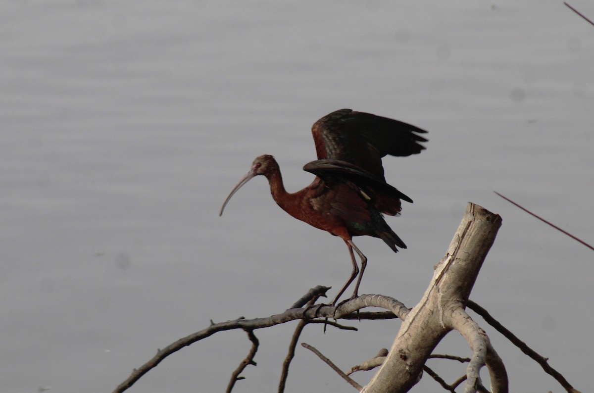 White-faced Ibis - ML630152225