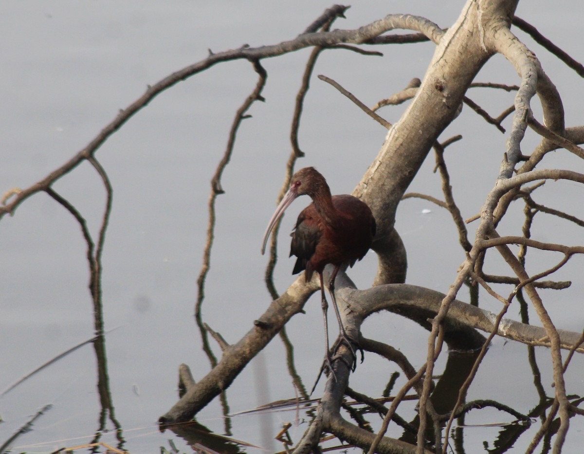 White-faced Ibis - ML630152226