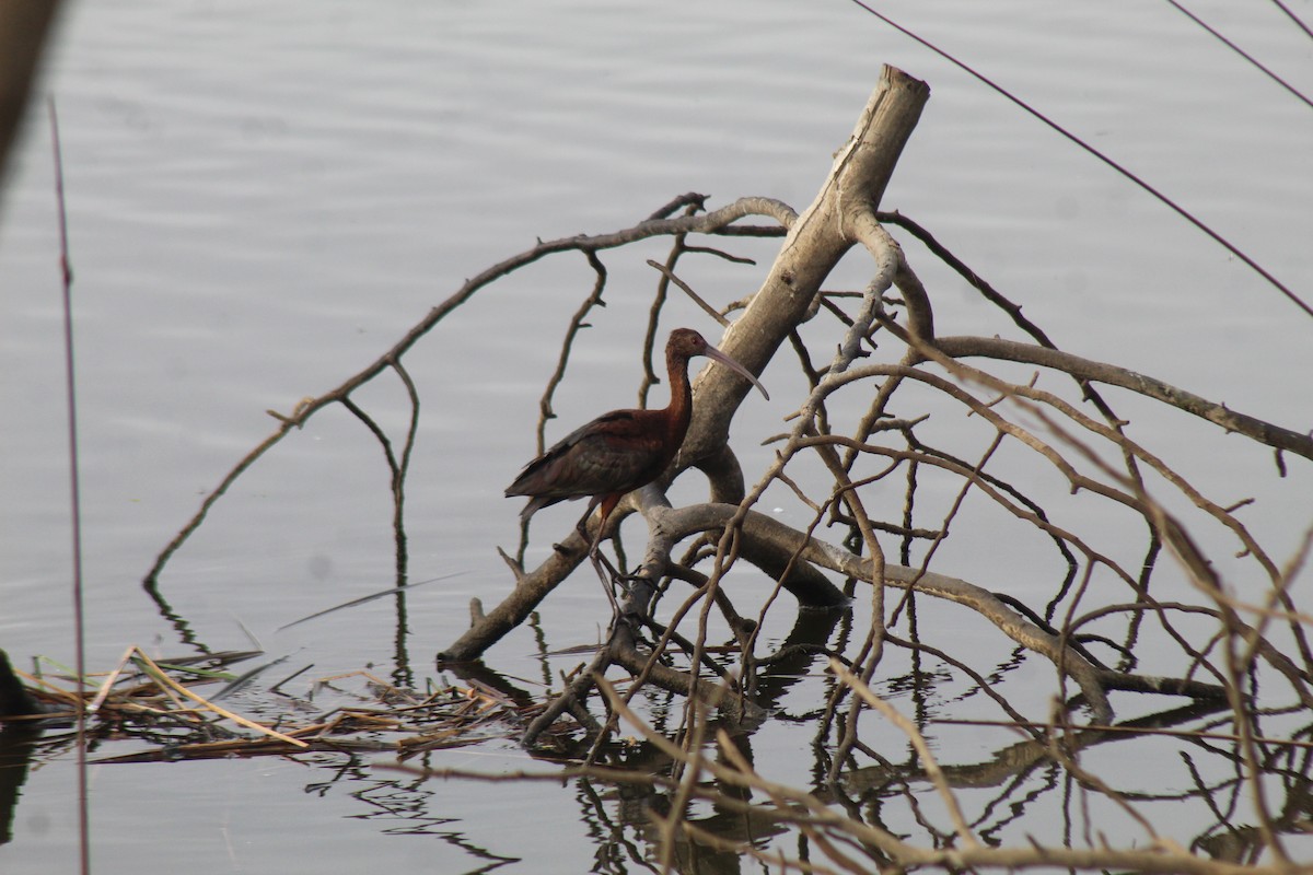 White-faced Ibis - ML630152227