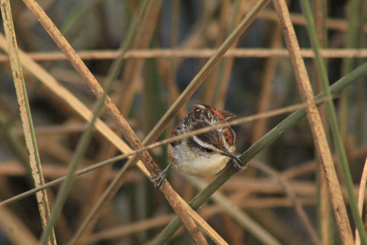Wren-like Rushbird - ML630152302