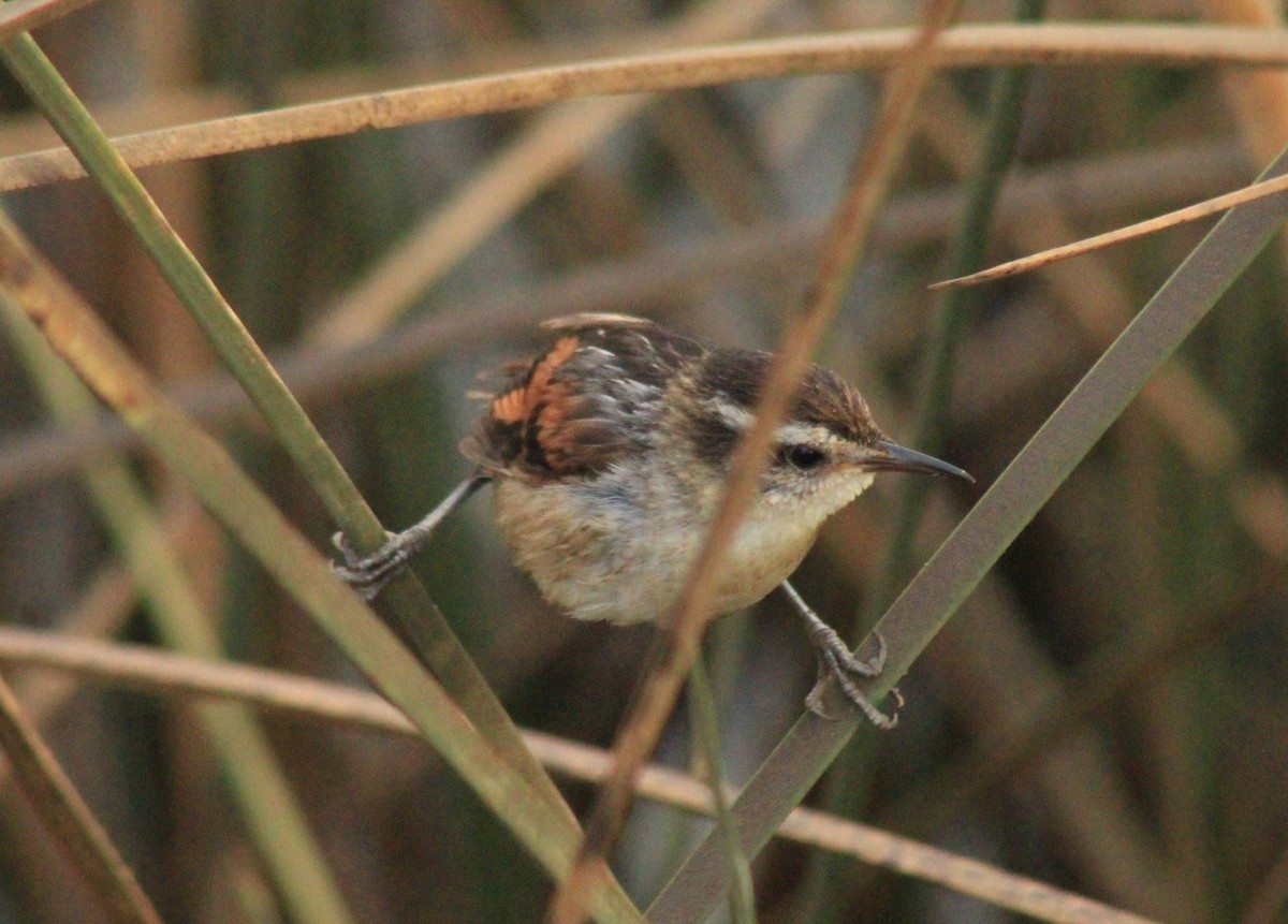 Wren-like Rushbird - ML630152370