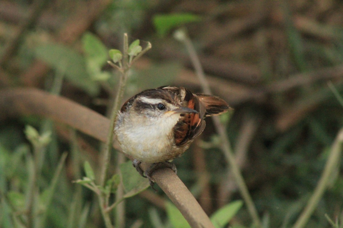 Wren-like Rushbird - ML630152372