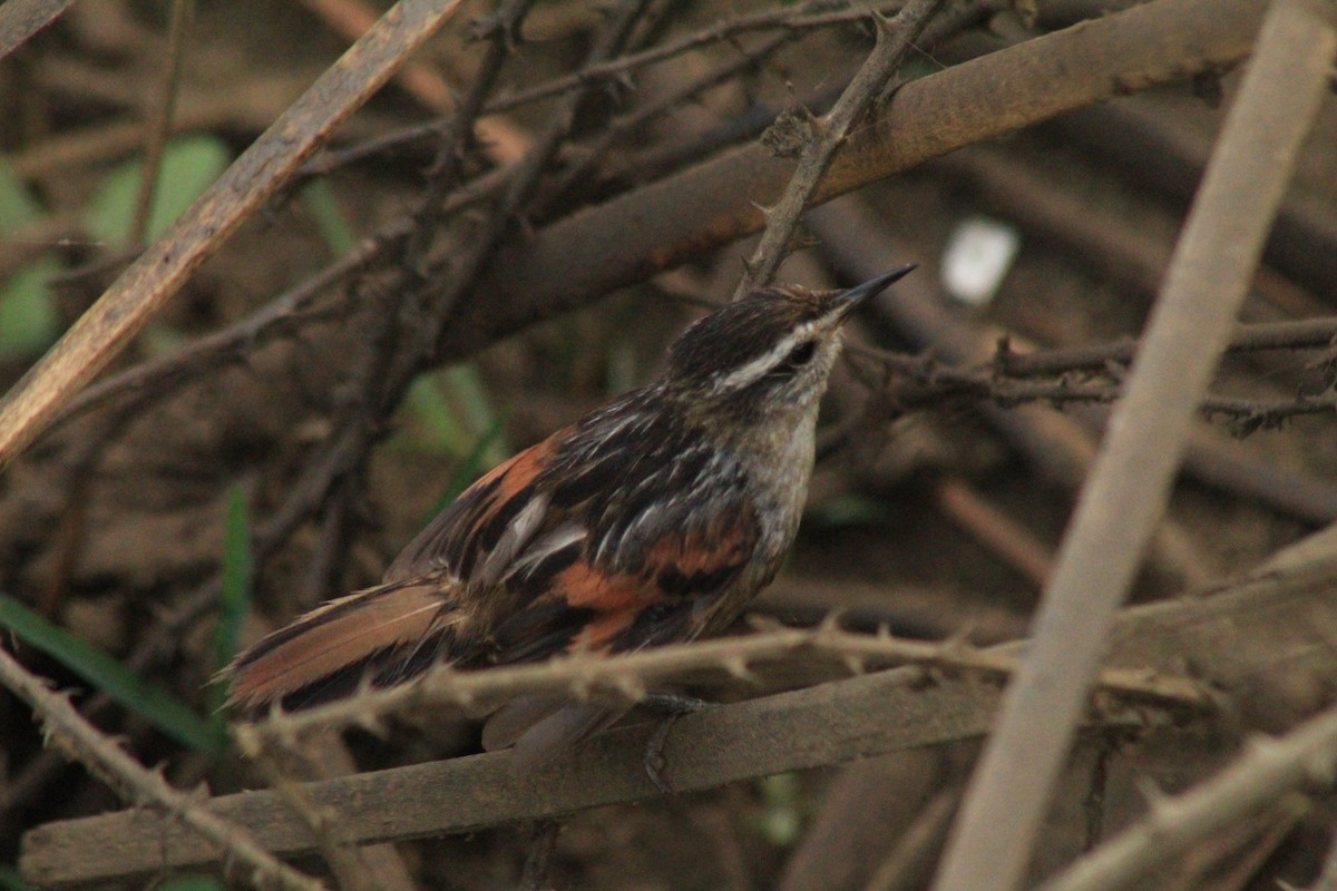 Wren-like Rushbird - ML630152374