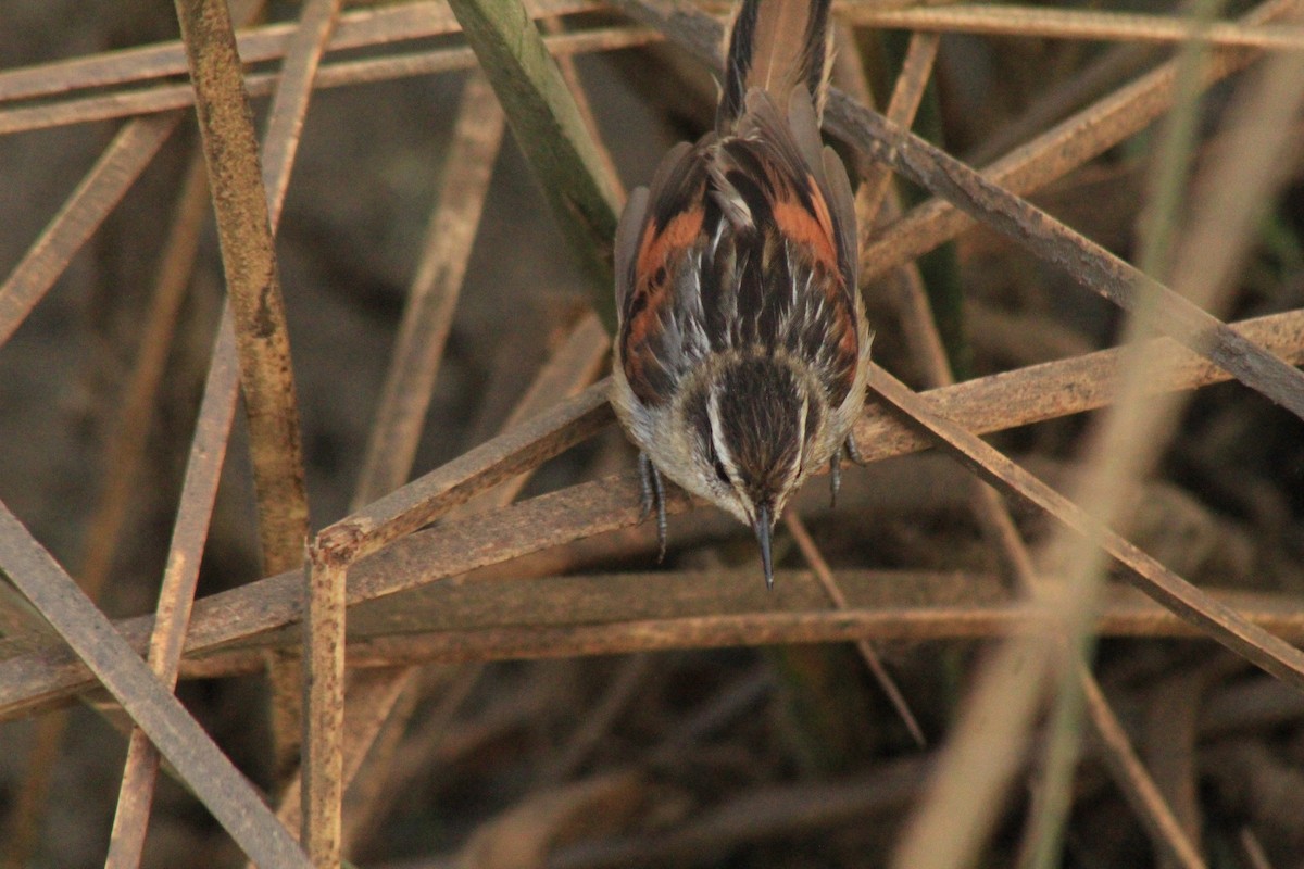 Wren-like Rushbird - ML630152375