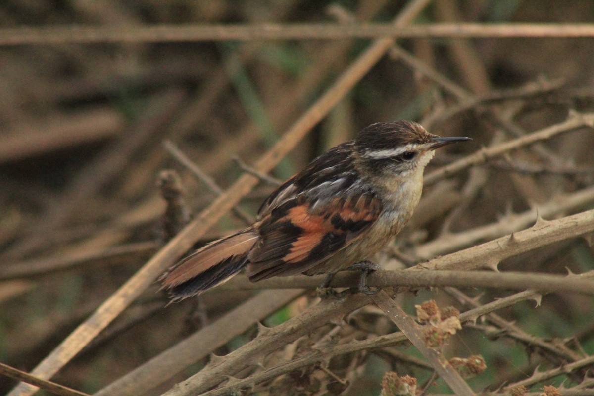 Wren-like Rushbird - ML630152377