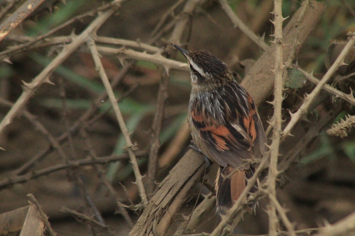 Wren-like Rushbird - ML630152378