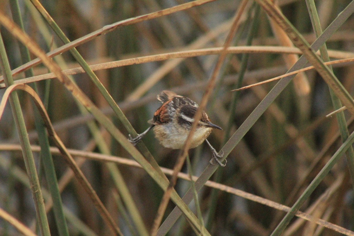 Wren-like Rushbird - ML630152379
