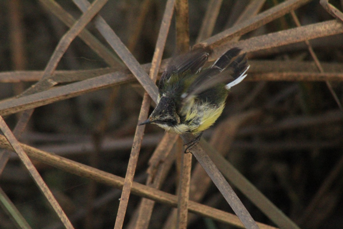 Many-colored Rush Tyrant - ML630152453