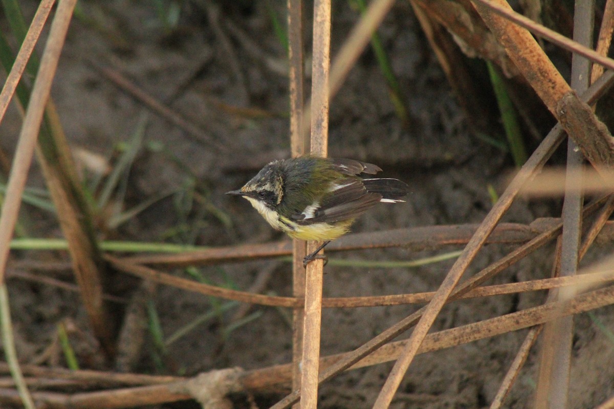 Many-colored Rush Tyrant - ML630152456