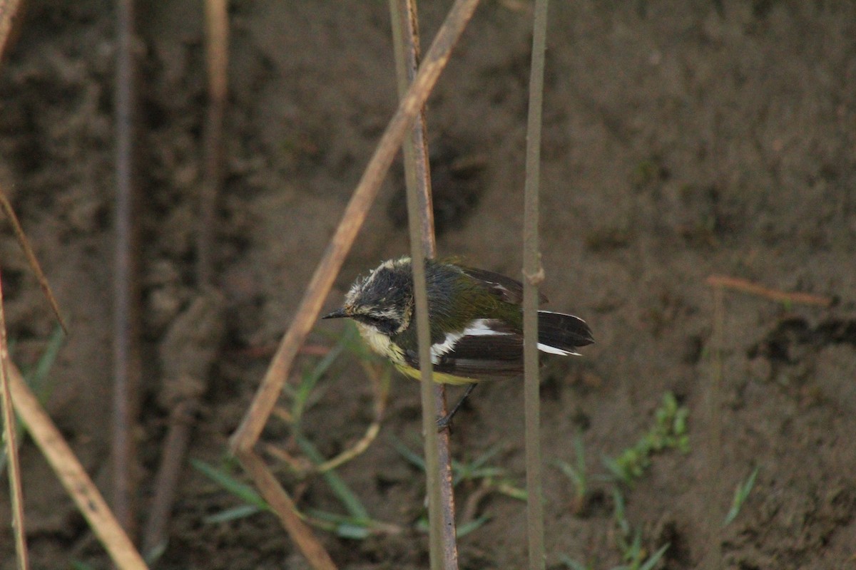 Many-colored Rush Tyrant - ML630152458