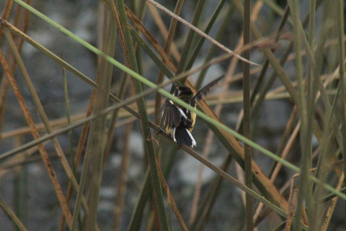 Many-colored Rush Tyrant - ML630152459