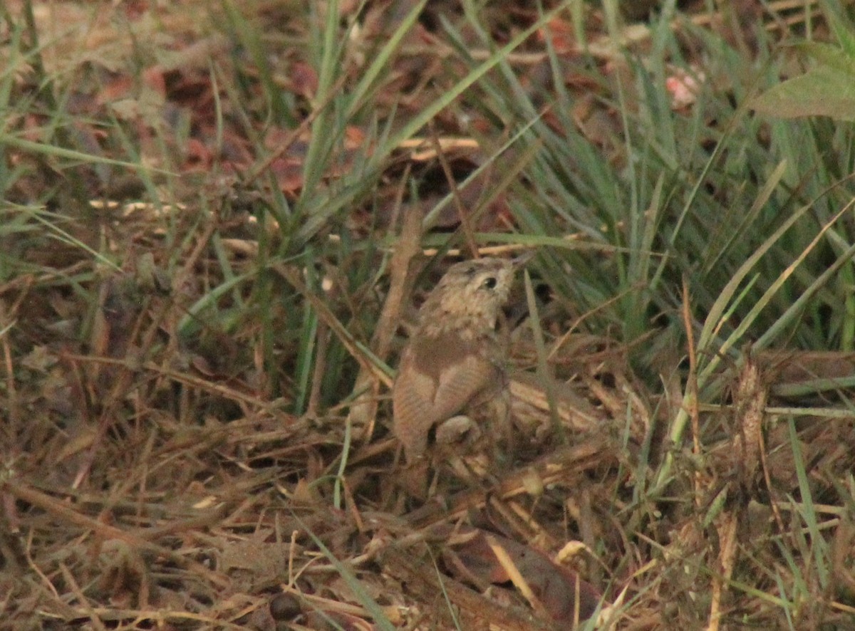 Southern House Wren - ML630152479