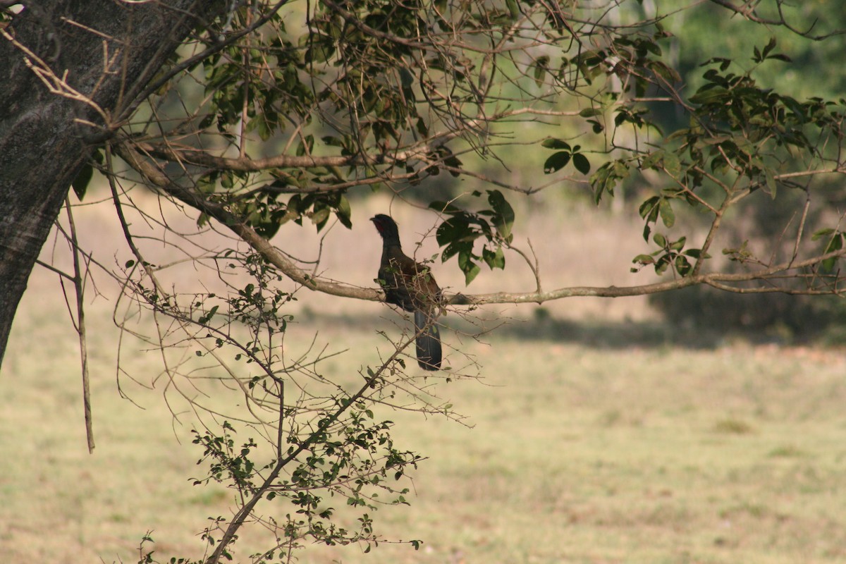 Red-throated Piping-Guan - ML630152502