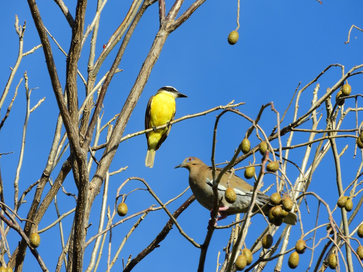 Boat-billed Flycatcher - ML630152760