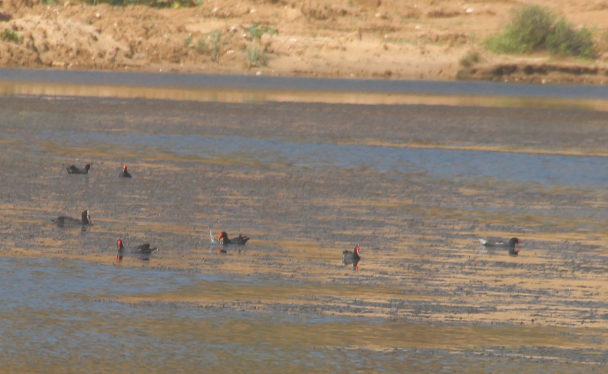 Common Gallinule - ML630152996