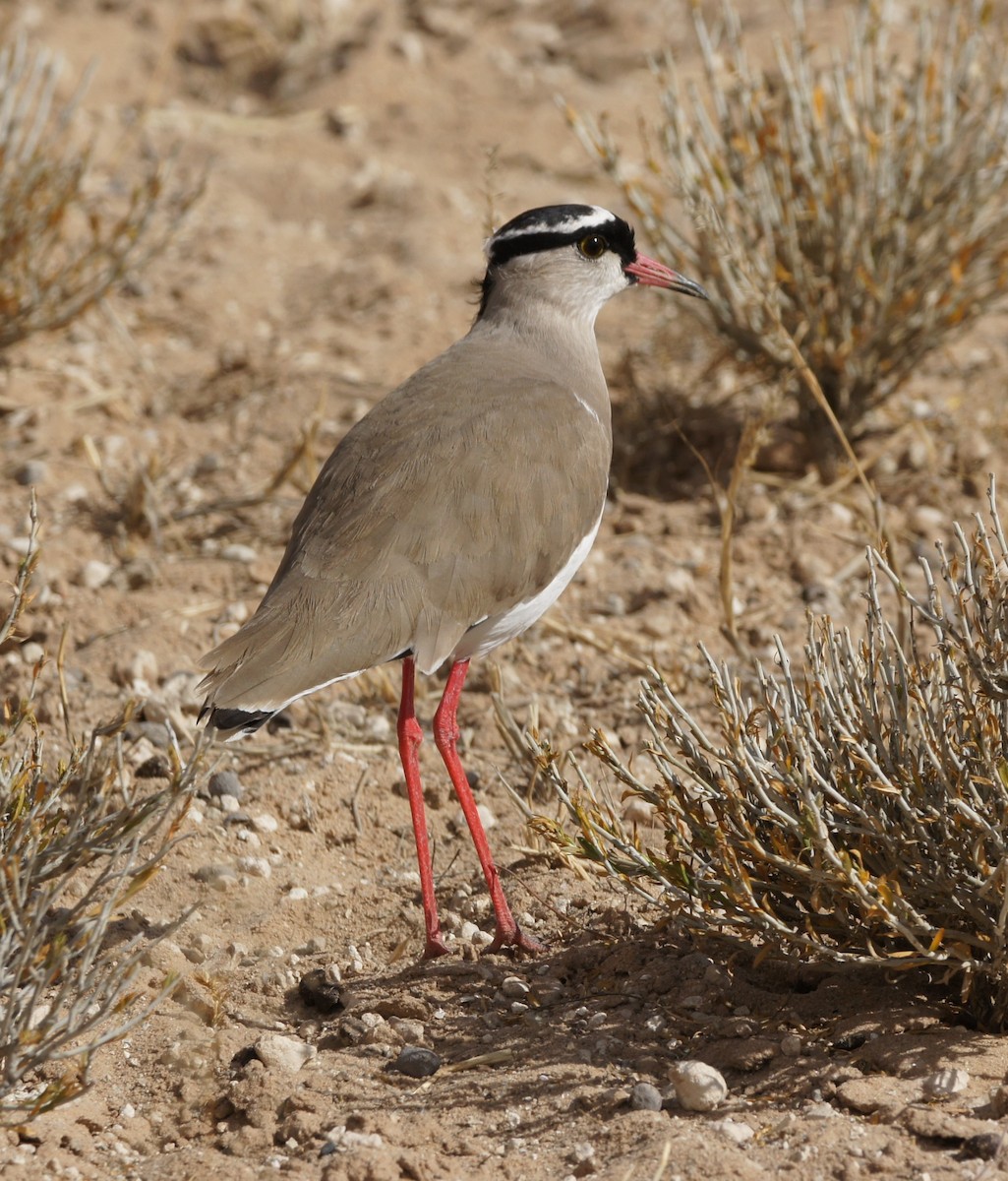 Crowned Lapwing - ML630152997