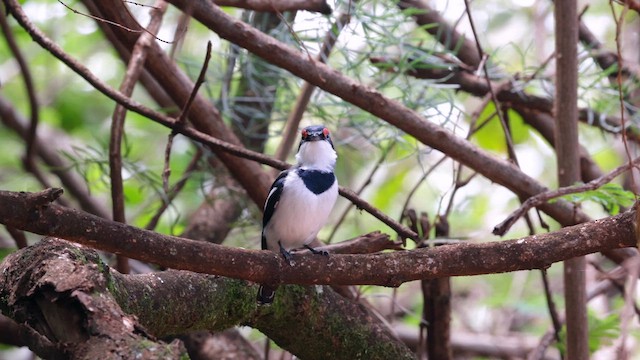 hvitvingepløsøye - ML630153171