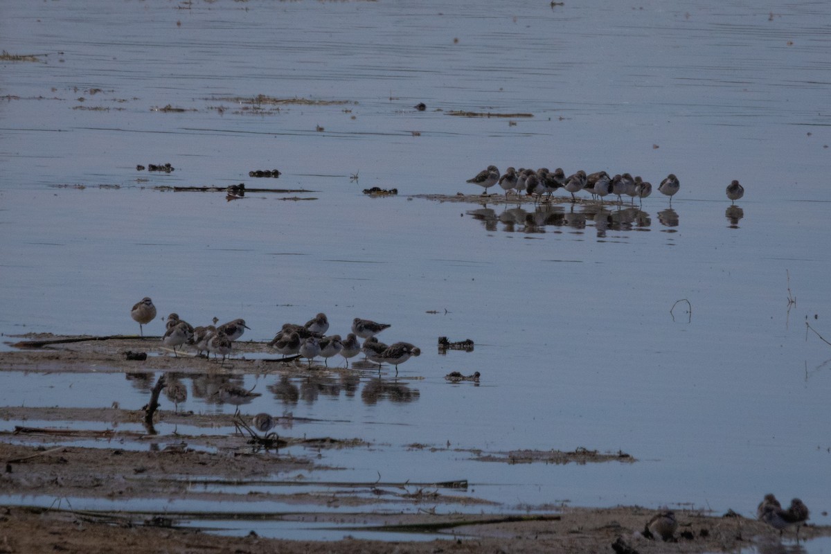 Little Stint - ML630153178