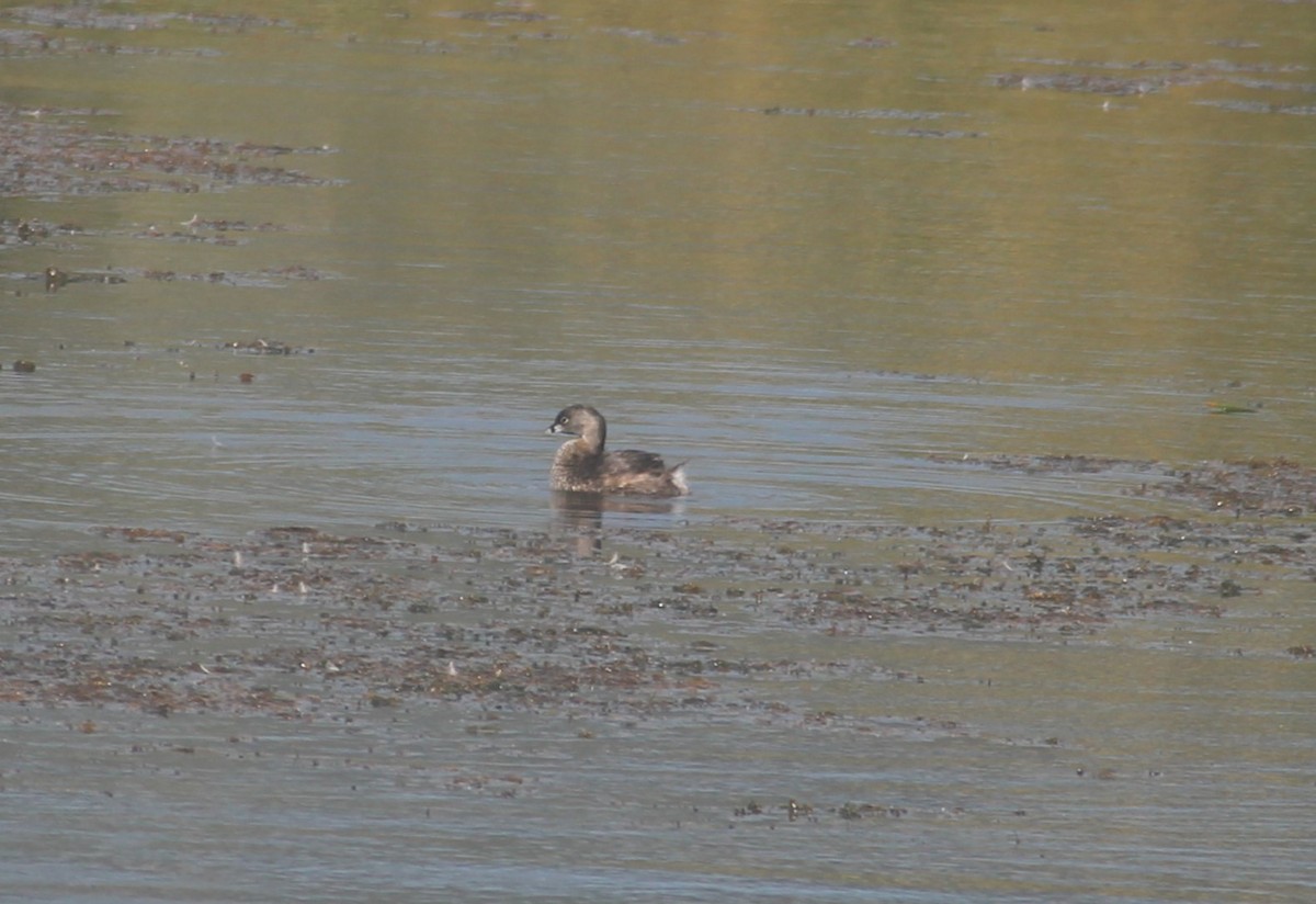 Pied-billed Grebe - ML630153203