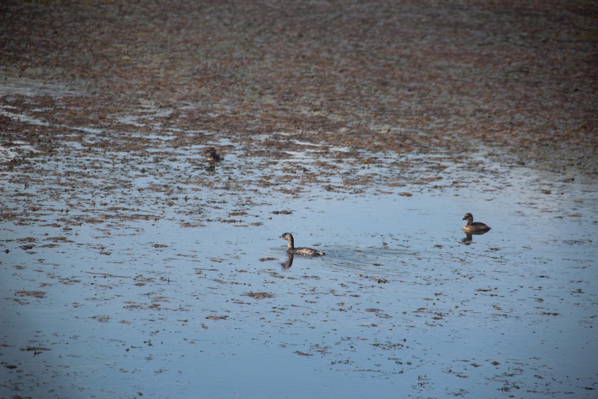 Pied-billed Grebe - ML630153204