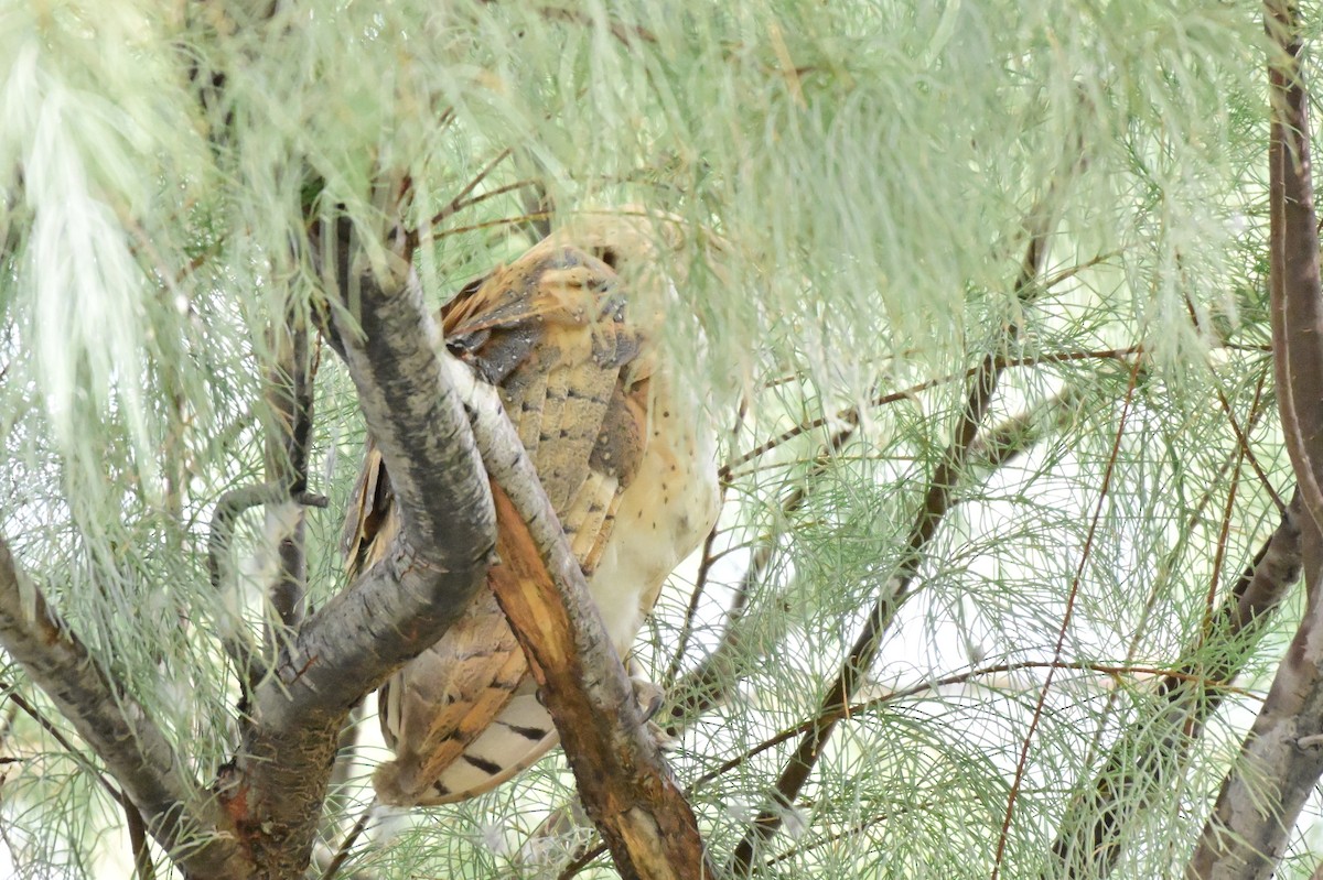 American Barn Owl - ML630153226