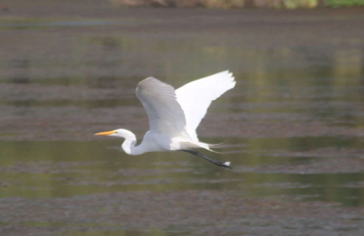 Great Egret - ML630153250