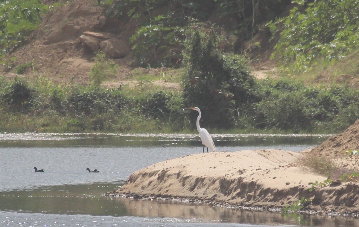 Great Egret - ML630153251