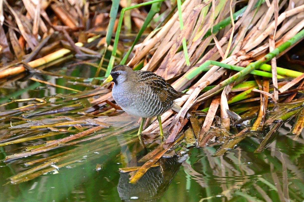 Polluela Sora - ML630153418