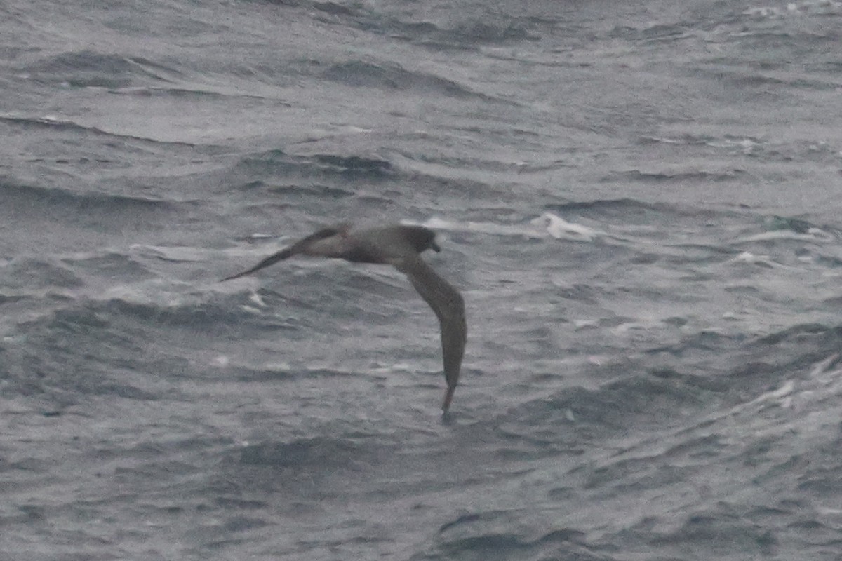 Providence Petrel - Charley Hesse • Naturally Adventurous Podcast