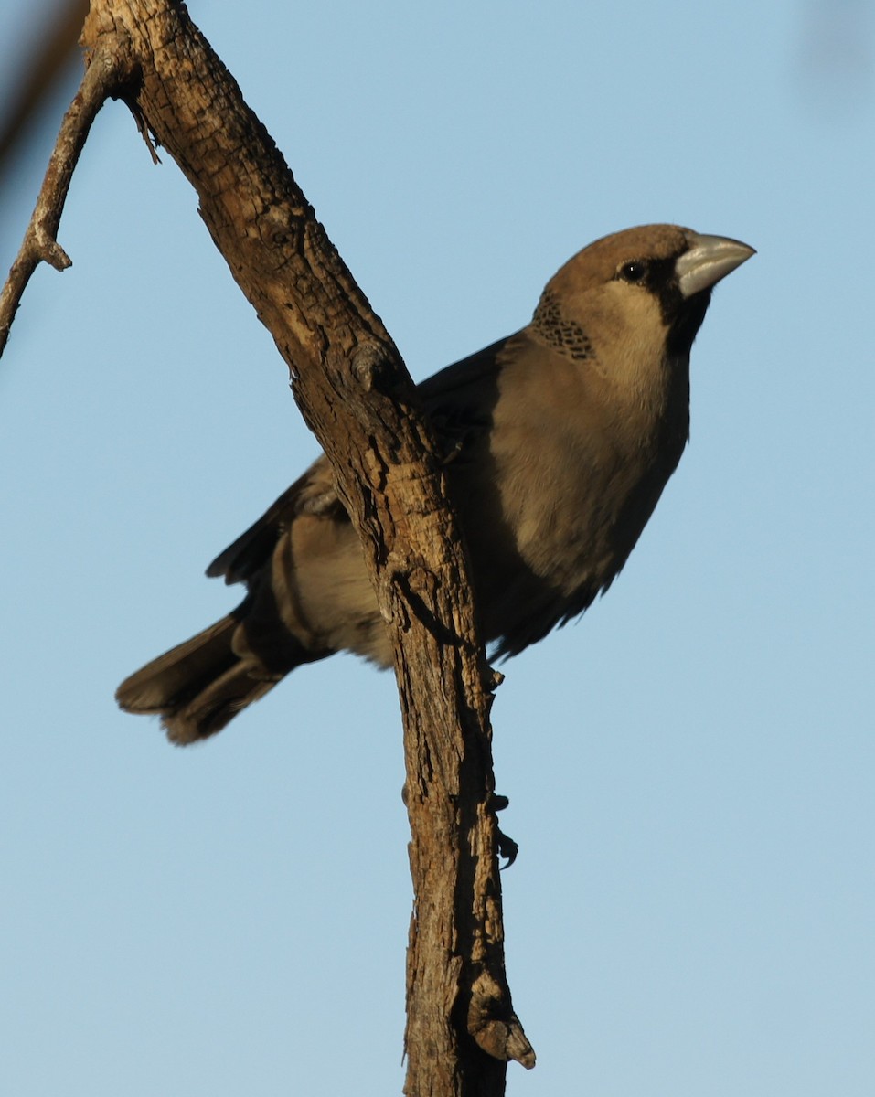 Sociable Weaver - ML630153523