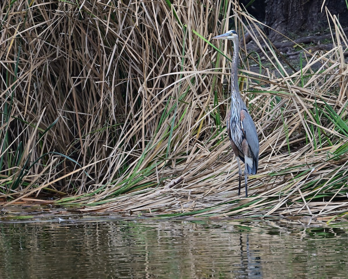 Garza Azulada - ML630153526