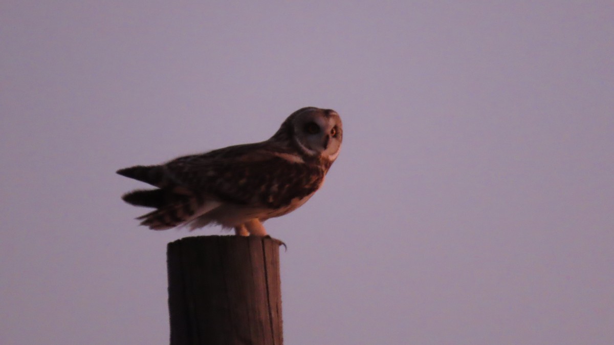 Short-eared Owl - ML630153609