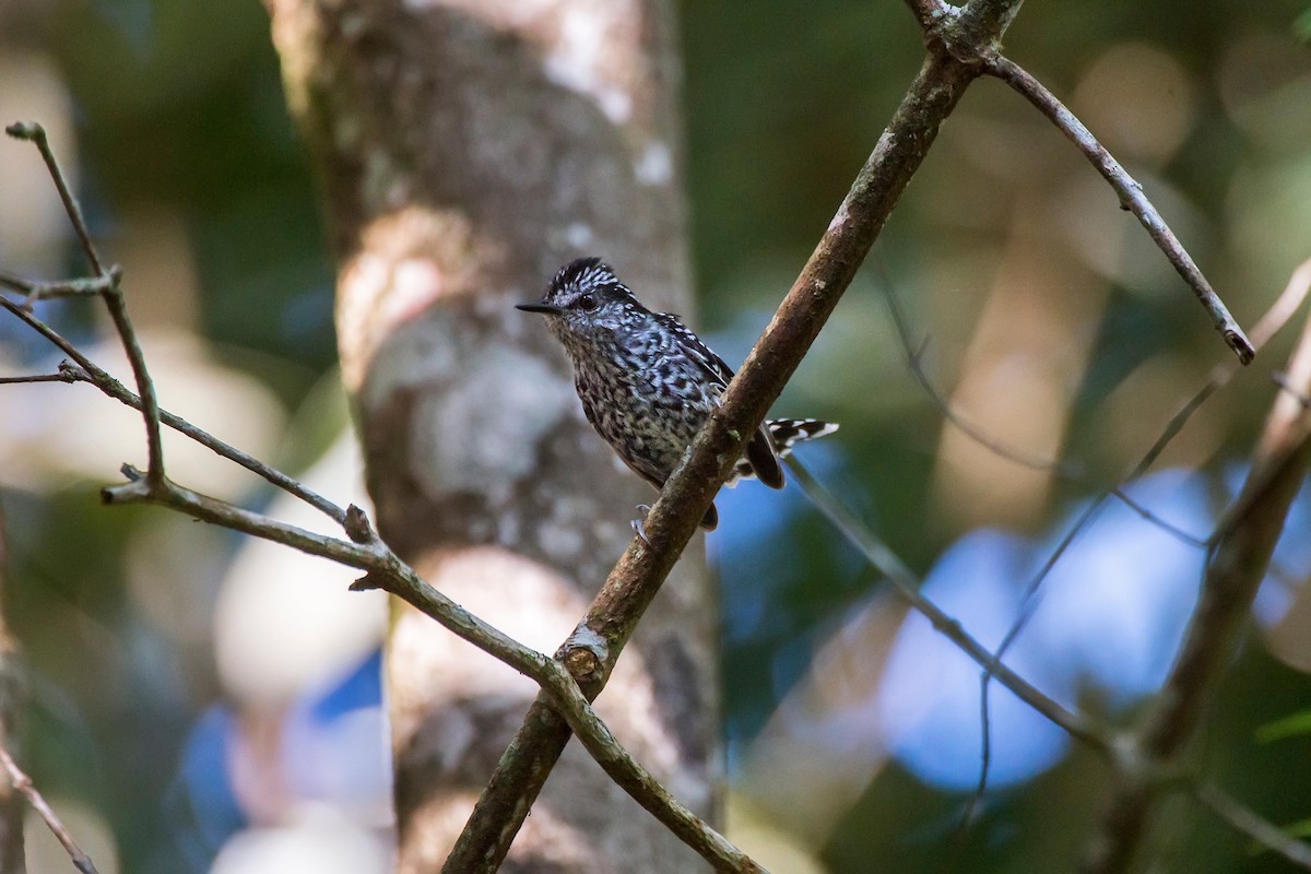 Scaled Antbird - Leonardo Merçon / Instituto Últimos Refúgios