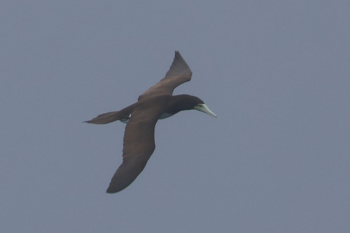 Brown Booby - ML630153640